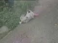 Weird Dog