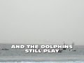 Bosphorus Dolphins
