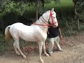 marwari horse marwari horse