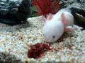 axolotl eat red larvae