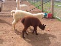 Alpaca crias chasing a ball Alpaca crias chasing a ball