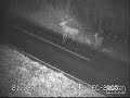 red deer hinds and stags crossing major road and nearly being hit by vehicles in the uk; filmed at night with infrared camera. shows the very real risk of deer vehicle collisions. find out more at www.deercollisions.co.uk