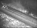 red deer hinds and stags crossing major road and nearly being hit by vehicles in the uk; filmed at night with infrared camera. shows the very real risk of deer vehicle collisions. find out more at www.deercollisions.co.uk