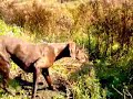 German Shorthaired Pointers hunting on pheasants