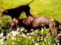 German Shorthaired Pointers hunting on pheasants