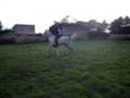 caballo arabe, montat a pel