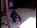 videos de Bogart en la finca