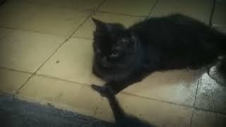 mami miki family #cats #catlover #catfamily #indonesia #javanese
