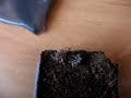 Acanthoscurria geniculata from l4 to l5