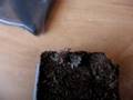 Acanthoscurria geniculata from l4 to l5