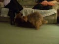 Dog Shagger