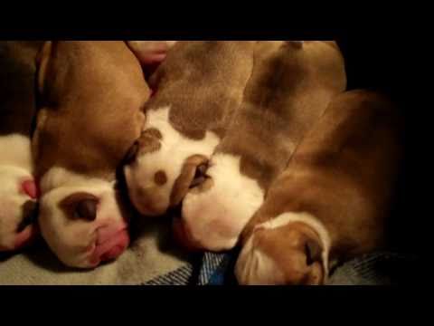 how to care english bulldog puppy