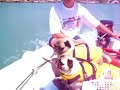 Pugs in Lifejackets Pugs in Lifejackets