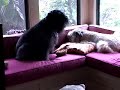 A Day in the Life of the Z-Girls