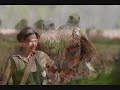 Sakerfalk Falco cherrug