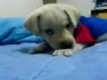 Primer ladrido de mi GIO