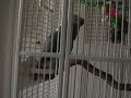Marv the African Grey Breaks it Down for You