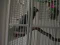 Marv the African Grey Breaks it Down for You