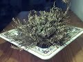 Une Rose de Jéricho (Selaginella Lepidophylla) achetée sur Azarius...