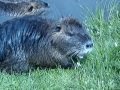 Nutria (Myocastor coypus) - nutria family living in Terezin, Czech Republic May 10th 2009