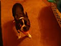 Chassis and Bogie spaz and chill boston terrier