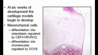Embryology - Limb Development