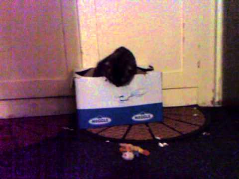 Margit is like Simon's cat with the box