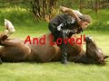 The Real Defenition of the Word HORSE!