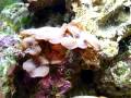 videos de 14 gallon Oceanic Biocube 14 Gallon Reef