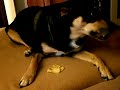 chips und hund