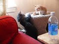 Crazy kitties Crazy kitties