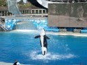 videos de Sea world3 of 6 by Pramod.MPG