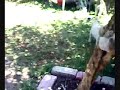 chaucha & tomy epoca de apareamiento