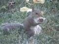 Squirrel on 
