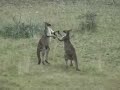 killer-willard-the-boxing-kangaroo.html