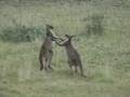boxing kangaroo