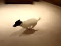 Jack Russells are hyper puppy dogs Jack Russells are hyper puppy dogs