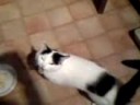 Conversation with my black-n-white furry baby