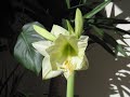 Amaryllis