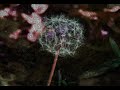Hammock - Shipwrecked (Float on your Back)