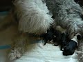 bobtail and puppies