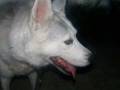 videos de Saddleback Huskey