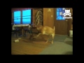 Rodeo dog bucks like a bronco