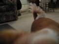 videos de Charlie the Menace (long haired chihuahua)