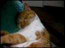 Cats sleeping on... Cats sleeping on...