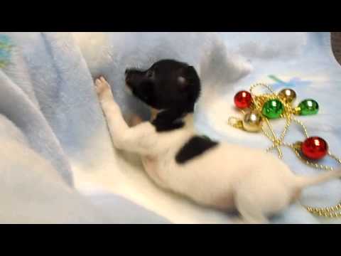 A Short video of Bella