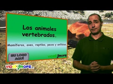 Imagen de previsualización de YouTube