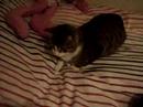 txingu cat