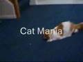 videos de Cat Mania