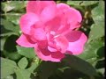 Dead-heading will give roses abundance of color